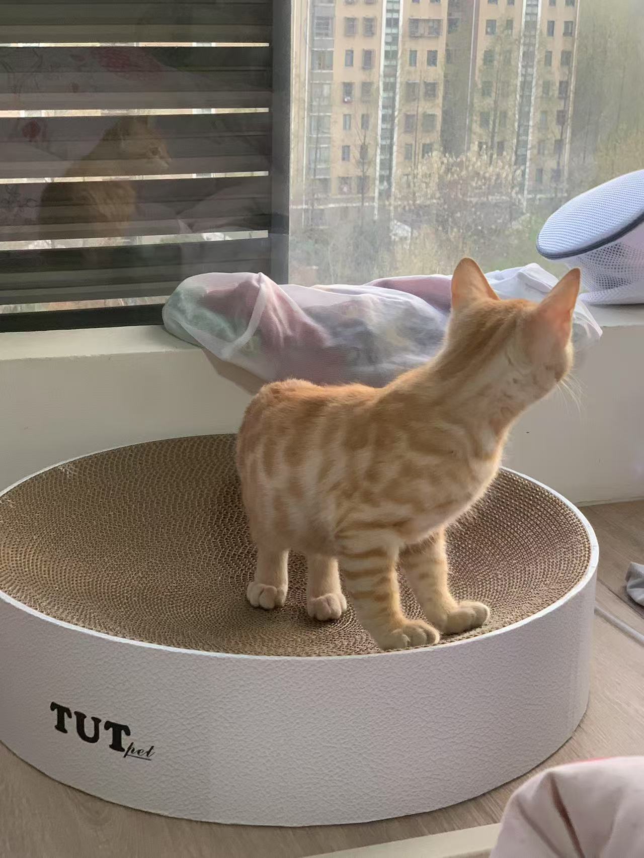 Circle cat scratcher 50*12cm