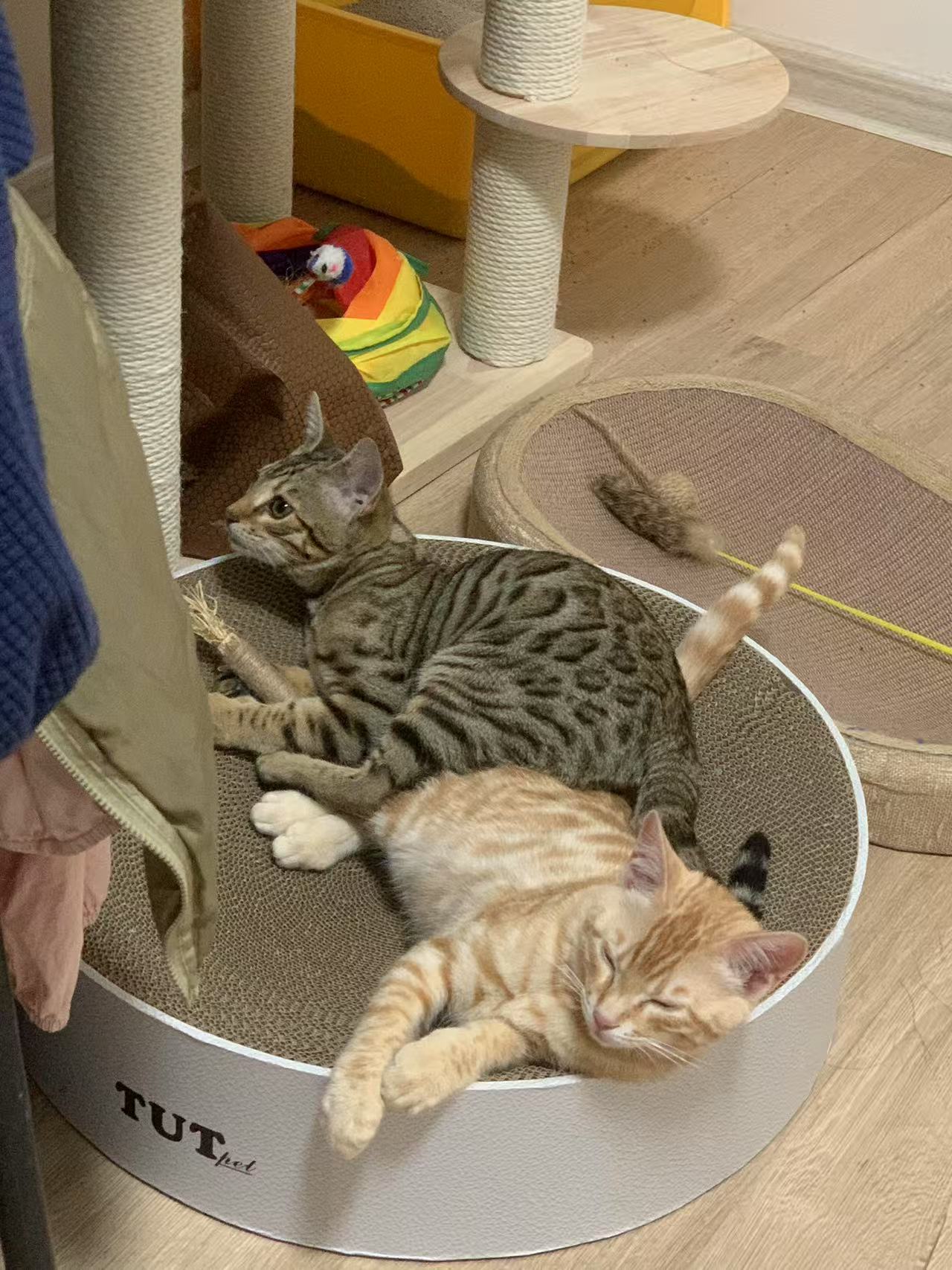 Circle cat scratcher 50*12cm