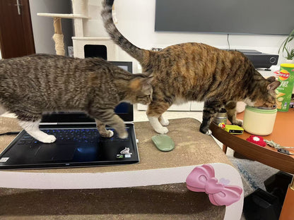 Rectangular cat scratcher 99*34.5*36cm