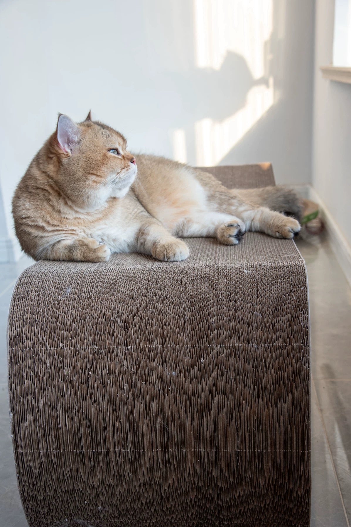 Coffee Cat cat scratcher 99*34.5*36cm