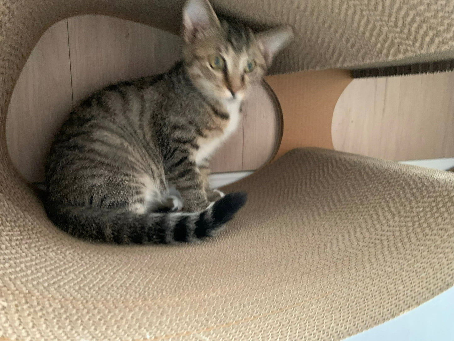 Glasses Cat Scratcher 99*35*36cm